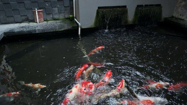 Koi fish pond footage view when feeding under raining