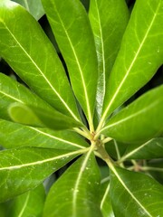 Schefflera elegant green leaves under soft sunlight