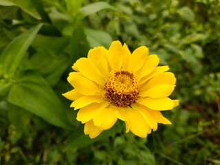 yellow flower