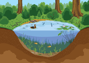 Pond ecosystem. Ecosystem of with different animals in their natural habitat. Pond ecosystem structure for biology lessons. Vector cartoon illustration