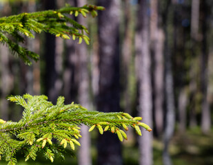 Closeup of spruce tips, new growth on spruce tree in the spring. Fresh spruce tips in a forest....