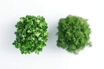 Obraz premium Fresh herbs in contrasting shapes, showcasing cilantro and dill for culinary use and decoration