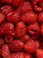 Freshly picked red raspberries with rich vibrant color