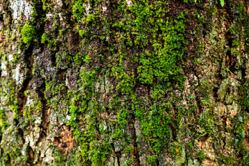 Obraz premium Natural background, mossy bark texture