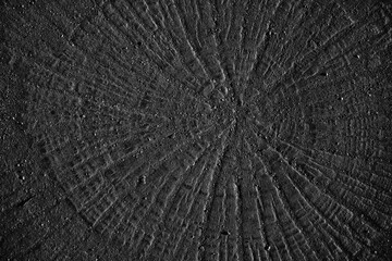 Tree rings background detailed pattern of end grain wood slab, Wood cut from tree stump.