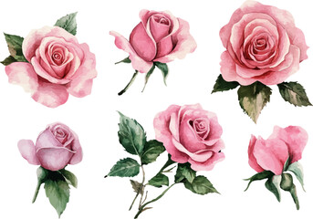 set of roses illustration