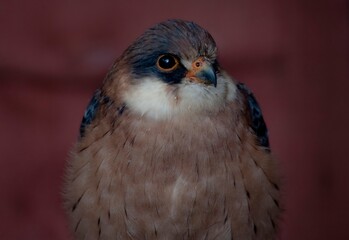 The Red-Footed Falcon (Falco vespertinus).