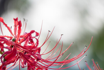 水辺に咲く彼岸花　滋賀県草津市平湖