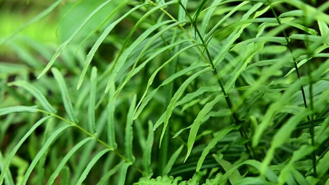 Fern leaves sway in the wind