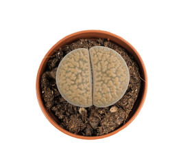Lithops succulent, live stones office table plant, pebble plants cactus desk pot, interior design plant