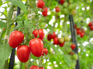 ミニトマトのハウス栽培