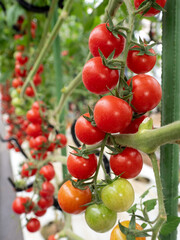 ミニトマトのハウス栽培