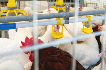 Drinking water dispenser at poultry farm. 