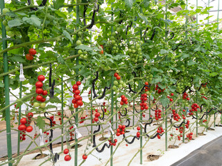 ミニトマトのハウス栽培