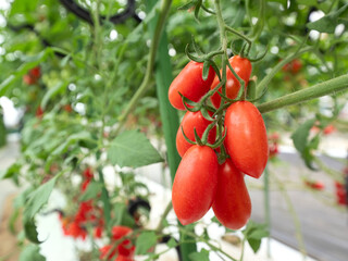 ミニトマトのハウス栽培