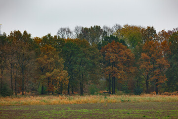 Autumnal forest edge, with colorful trees,  and a grassy field.  Cloudy day.