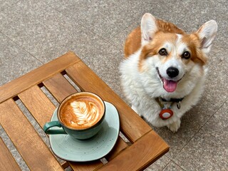 Happy corgi sitting beside coffee cup on wooden table