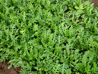 ルッコラ　セルバチコの栽培