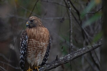 The Red-Shouldered Hawk (Buteo lineatus).