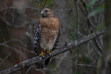 The Red-Shouldered Hawk (Buteo lineatus).
