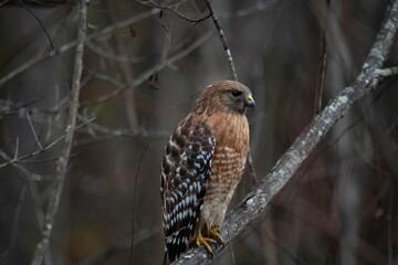 The Red-Shouldered Hawk (Buteo lineatus).