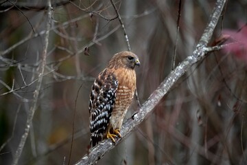 The Red-Shouldered Hawk (Buteo lineatus).