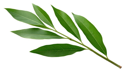 Naklejka premium PNG Laceleaf plant herbs