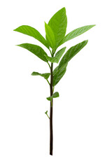 a young avocado plant, stem with leaves isolated on a white background
