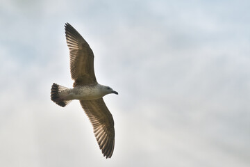Seemöwe im Flug vor bewölktem Himmel in Seitenansicht