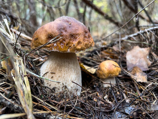 White mushrooms Butyriboletus regius boletus regius in the forest