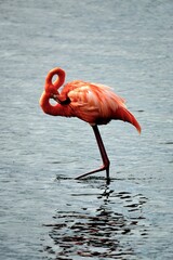 Flamingo Bonaire