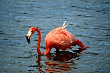 Flamingo Bonaire