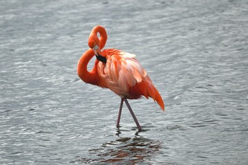 Flamingo Bonaire