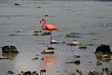 Flamingo Bonaire