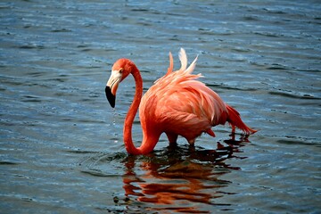 Flamingo Bonaire