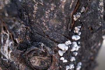 fungal disease on a tree trunk