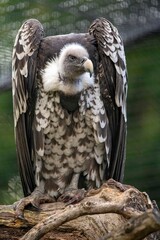 The Rüppell's Griffon Vulture (Gyps rueppelli).