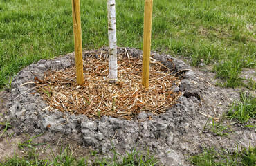 a young birch was planted in the spring