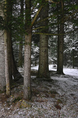 Obraz premium Snowy Trees - Winter Forest - Snow on Tree - Frozen Wonderland in Zakopane, Tatra Mountains National Park, Poland. Pine trees for a wintry Alpine Environment