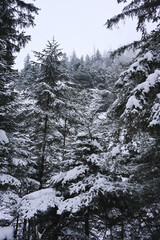 Snowy Trees - Winter Forest - Snow on Tree - Frozen Wonderland in Zakopane, Tatra Mountains National Park, Poland. Pine trees for a wintry Alpine Environment