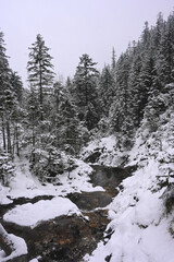 Snowy Trees - Winter Forest - Snow on Tree - Frozen Wonderland in Zakopane, Tatra Mountains National Park, Poland. Pine trees for a wintry Alpine Environment