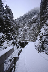 Wooden Footbridge amongst Snowy Trees - Winter Forest - Snow on Tree - Frozen Wonderland in Zakopane, Tatra Mountains National Park, Poland. Pine trees for a wintry Alpine Environment