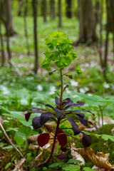Euphorbia amygdaloides. Wood spurge with its yellowish green inflorescences