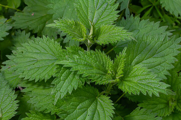 Urtica dioica or stinging nettle, in the garden. Stinging nettle, a medicinal plant that is used as a bleeding, diuretic, antipyretic, wound healing, antirheumatic agent