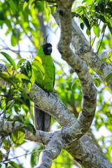Ouvea parakeet sitting in a tree on Ouvea Island, Loyalty Islands, New Caledonia