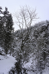 Snowy Trees - Winter Forest - Snow on Tree - Frozen Wonderland in Zakopane, Tatra Mountains National Park, Poland. Pine trees for a wintry Alpine Environment