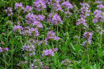 Blossoming fragrant Thymus serpyllum, Breckland wild thyme, creeping thyme, or elfin thyme close-up, macro photo. Beautiful food and medicinal plant in the field in the sunny day