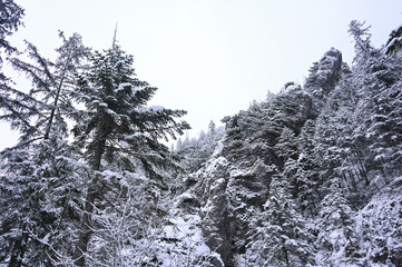 Snowy Trees - Winter Forest - Snow on Tree - Frozen Wonderland in Zakopane, Tatra Mountains National Park, Poland. Pine trees for a wintry Alpine Environment © Liam