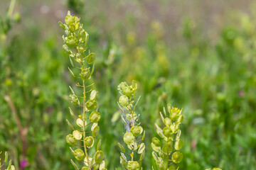 In nature, Thlaspi arvense grows among wild grasses