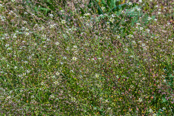 In nature, the field grow Capsella bursa-pastoris